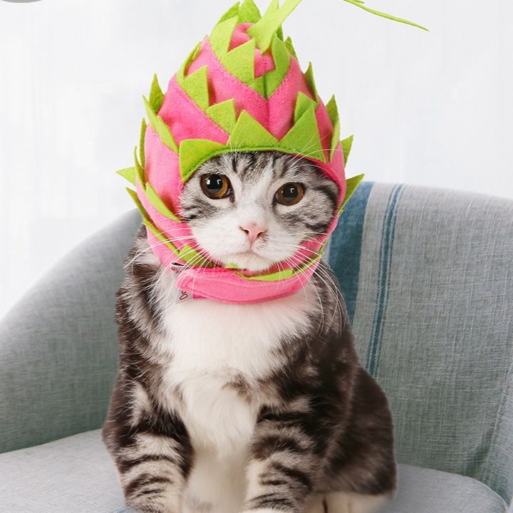 猫服 ドラゴンフルーツ帽子
