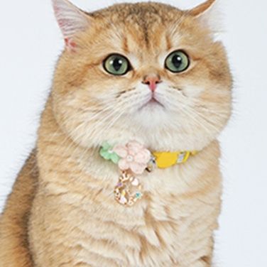 猫服 お花のチャーム付き首輪