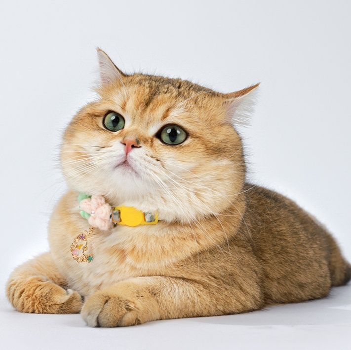 猫服 お花のチャーム付き首輪