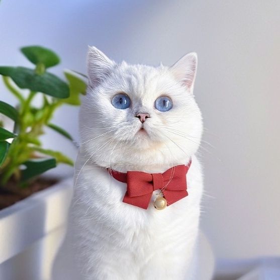 猫服 フォーマル蝶結び首輪