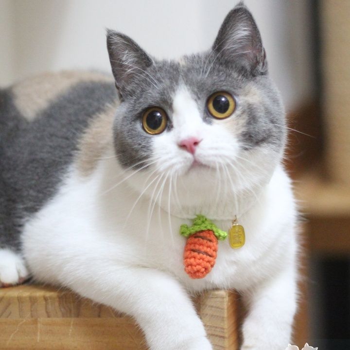 猫服 にんじんチャーム首輪
