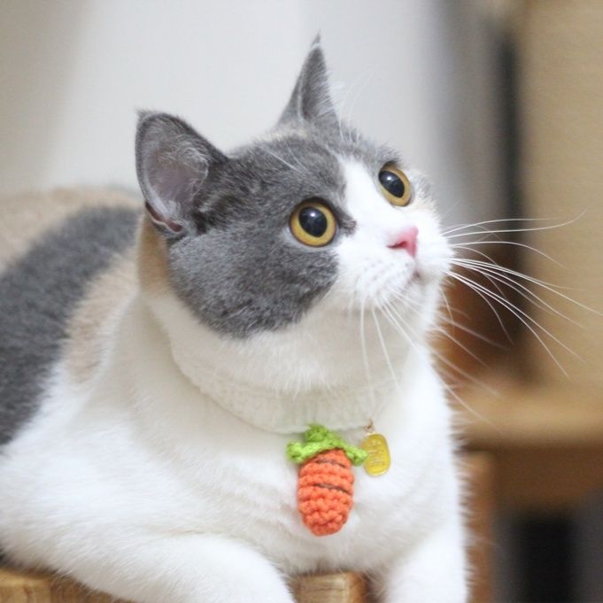 猫服 にんじんチャーム首輪