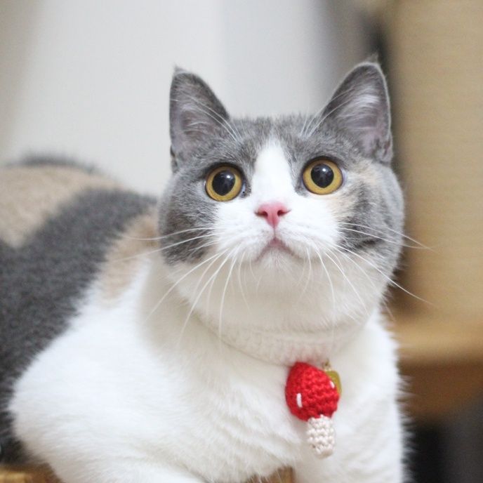 猫服 にんじんチャーム首輪