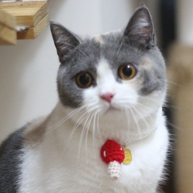 猫服 にんじんチャーム首輪