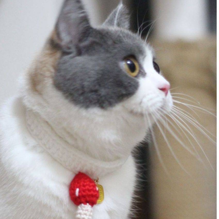 猫服 にんじんチャーム首輪