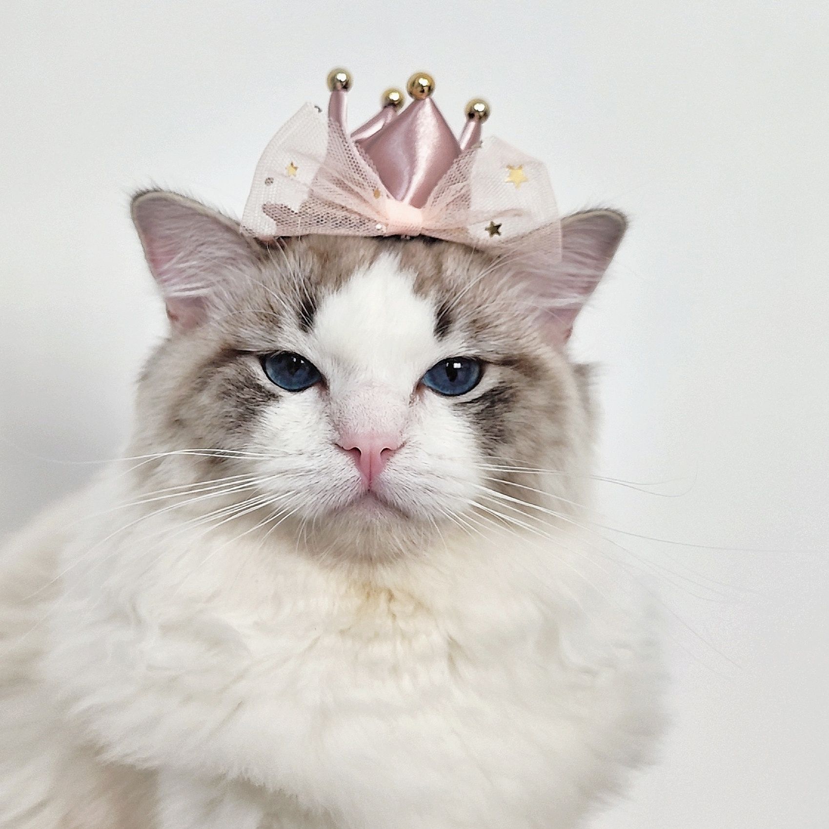 猫服 王冠の煌めき ねこ用王様帽子