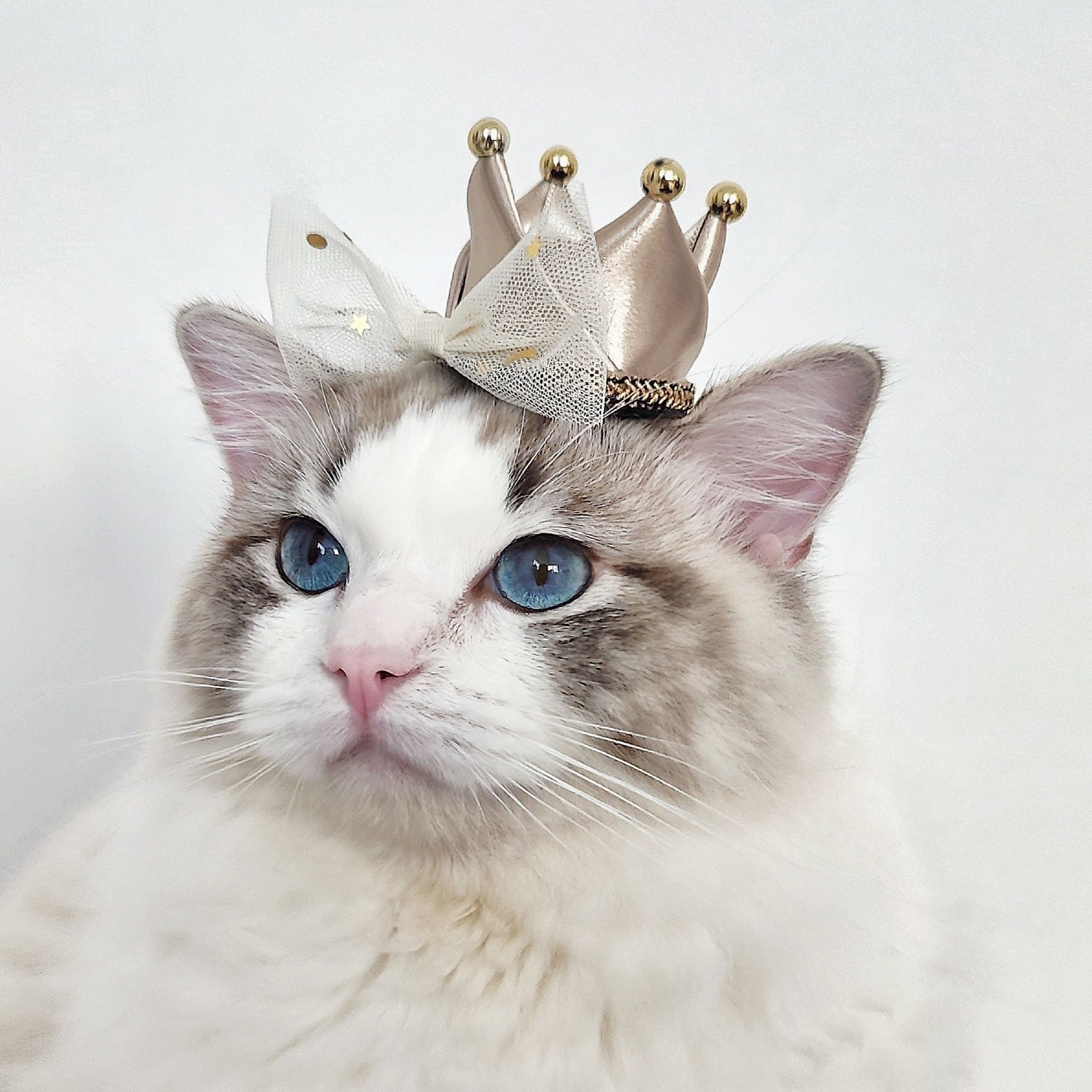猫服 王冠の煌めき ねこ用王様帽子