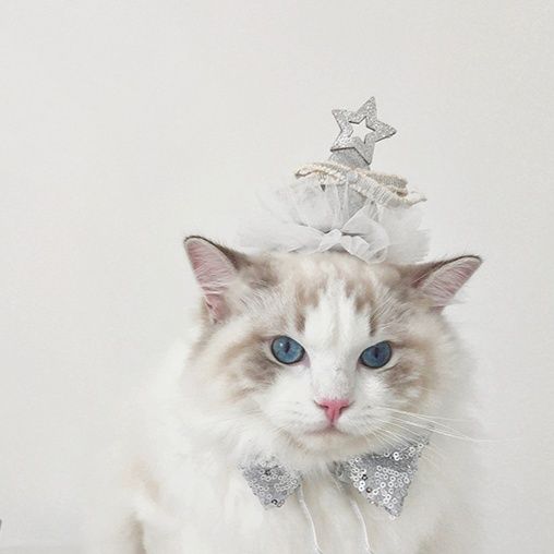 猫服 お星さまの王冠 お誕生日帽子