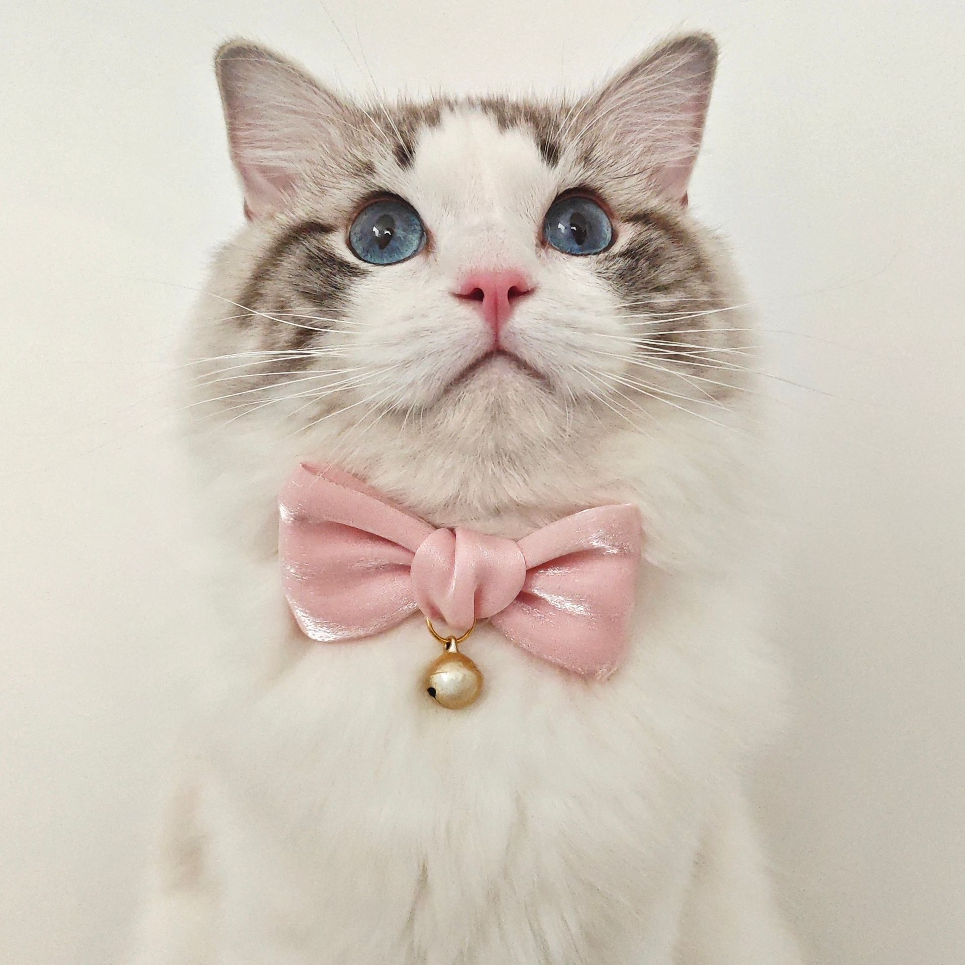 猫服 りぼん風雅な鈴付き首輪