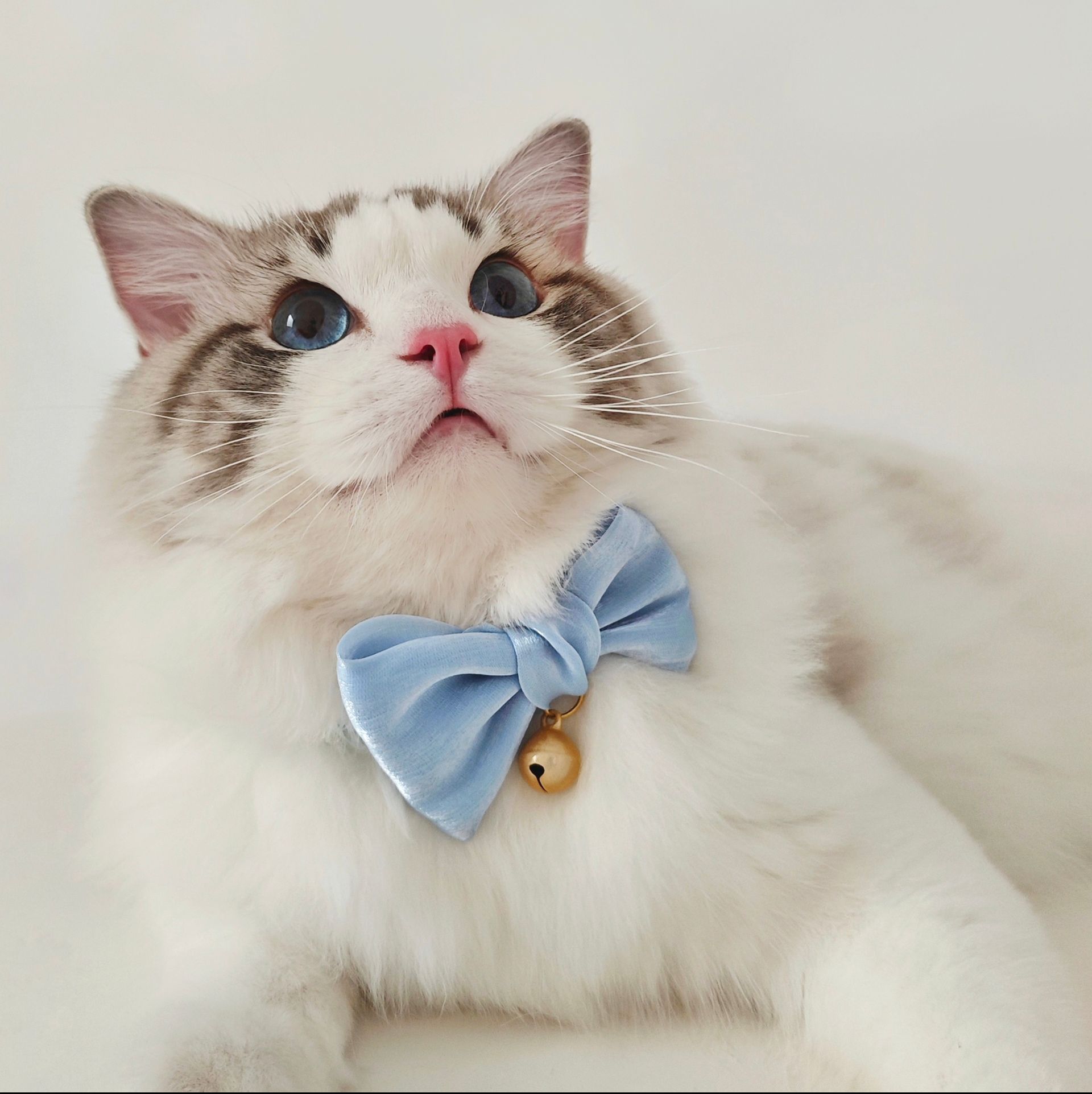 猫服 りぼん風雅な鈴付き首輪