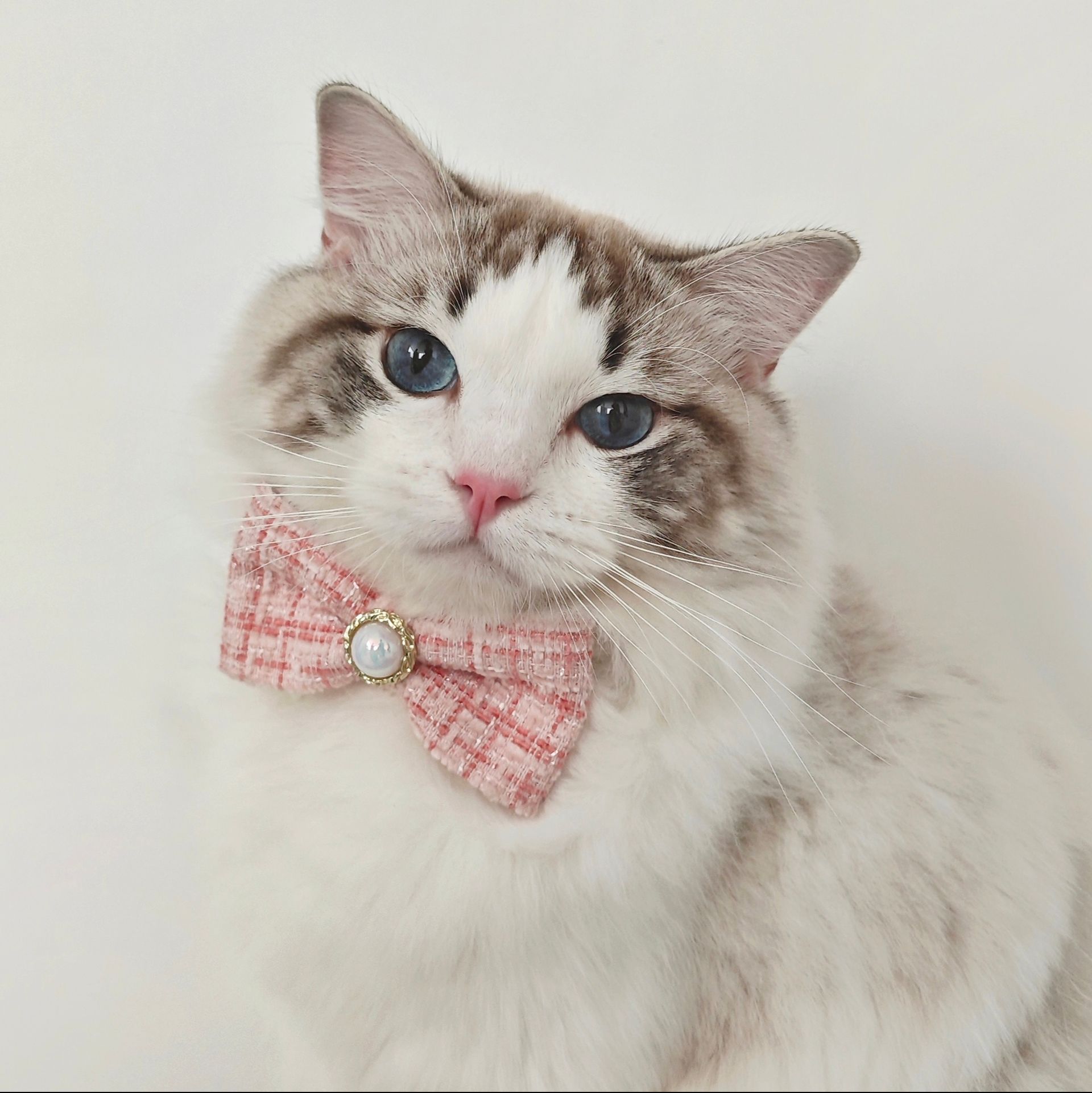猫服 ツイード蝶ネクタイ首輪