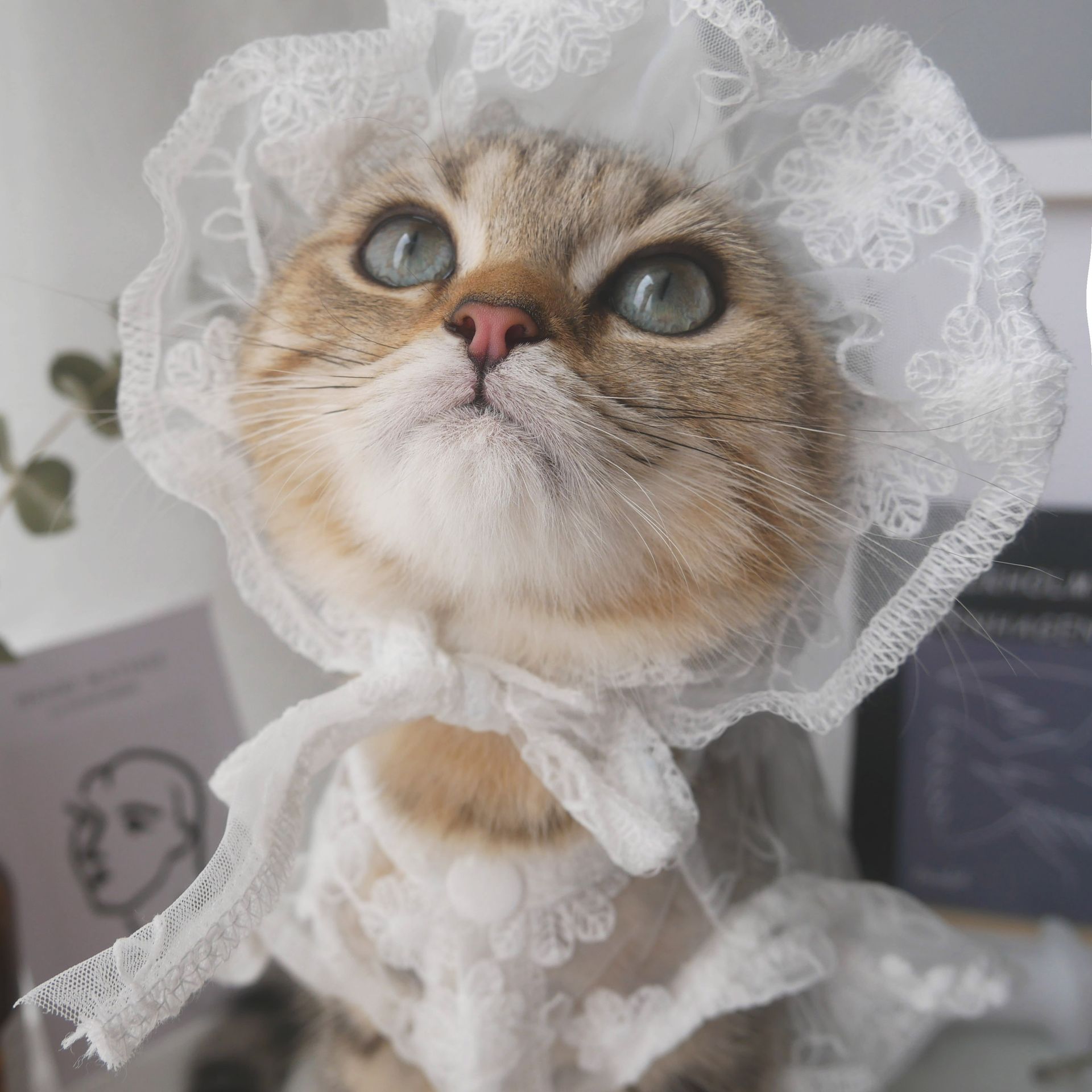 猫服 お姫様レースボンネット帽