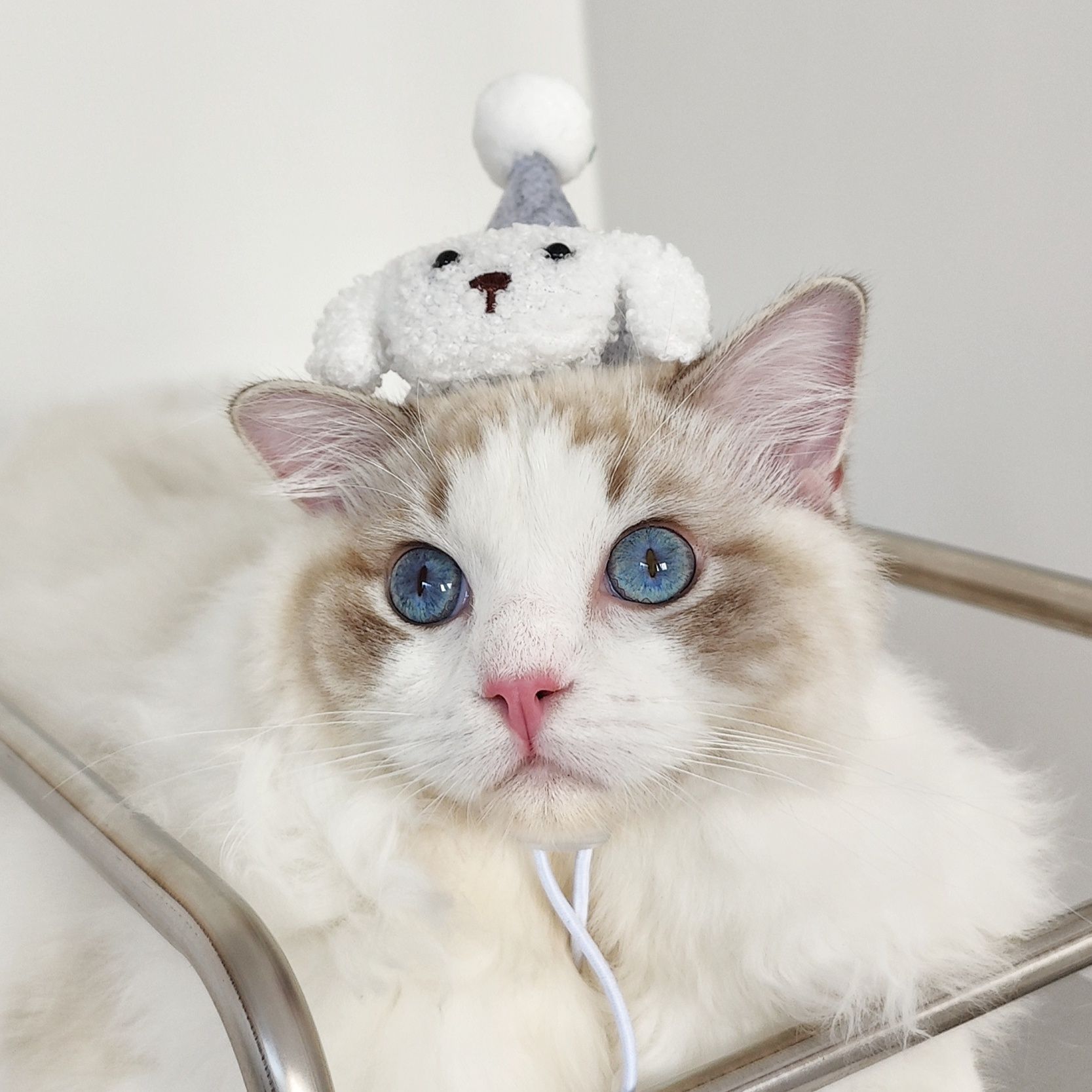 猫服 かわいい動物なりきり帽子