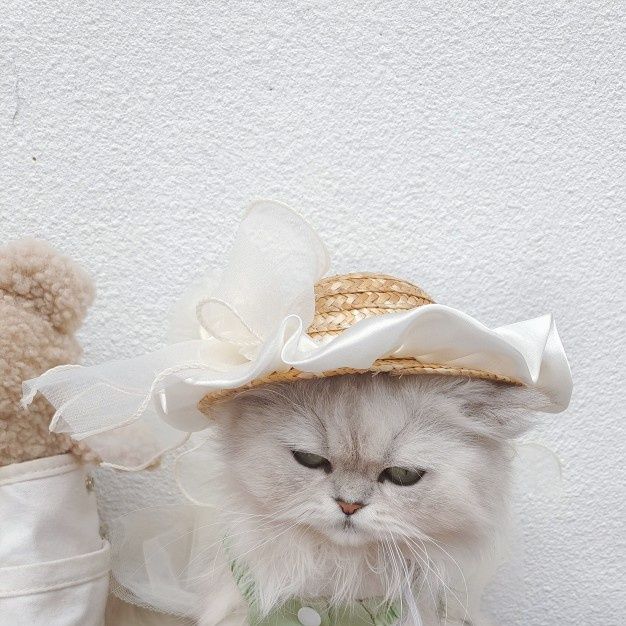 猫服 優雅な麦わら日よけ帽子