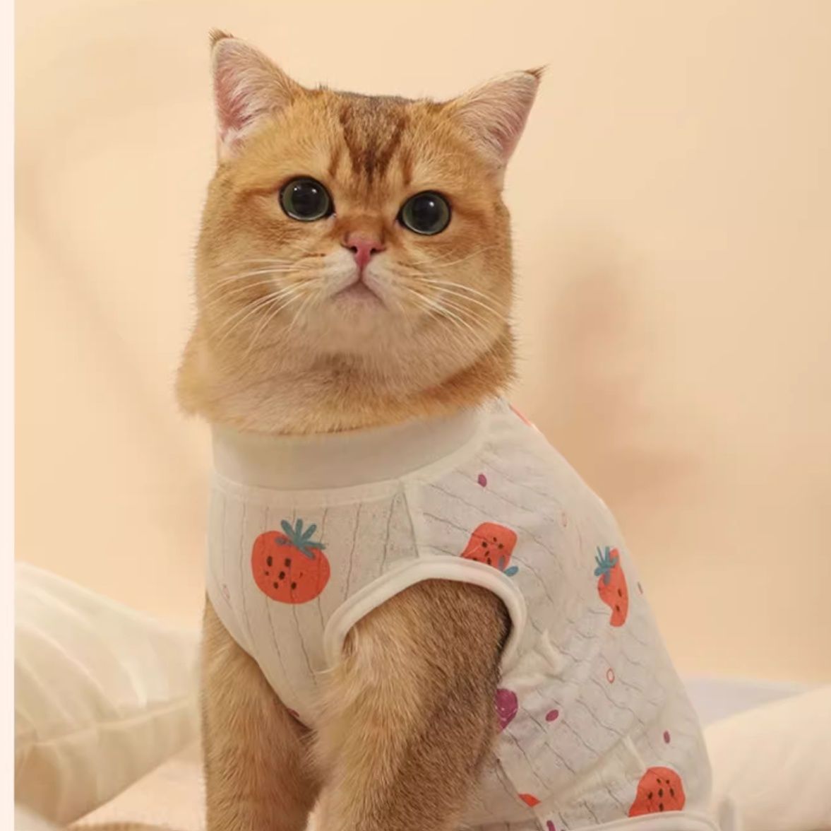猫服 いちごリボン甚平