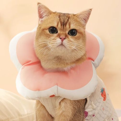 猫服 いちごリボン甚平