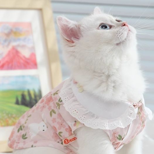 猫服 花園レース襟ワンピース