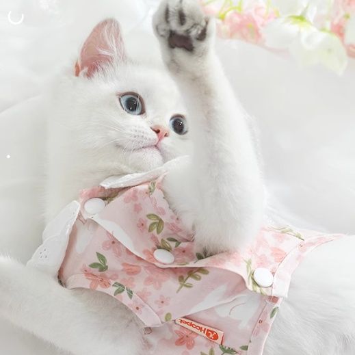 猫服 花園レース襟ワンピース