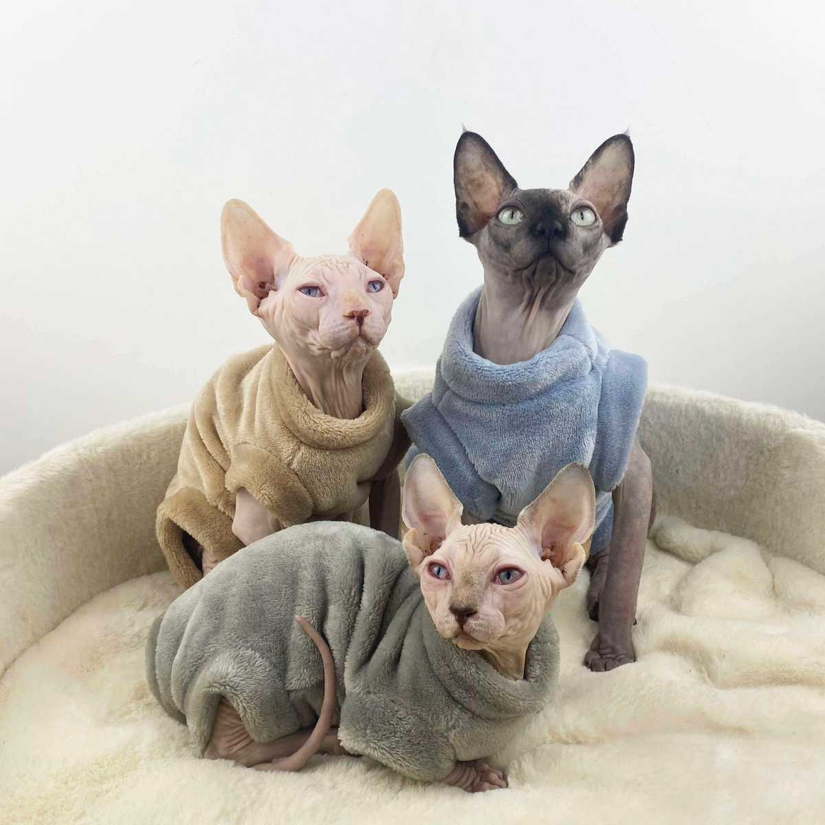 猫が寒い冬も快適に過ごせる防寒服19選！暖かい着心地で猫用防寒対策