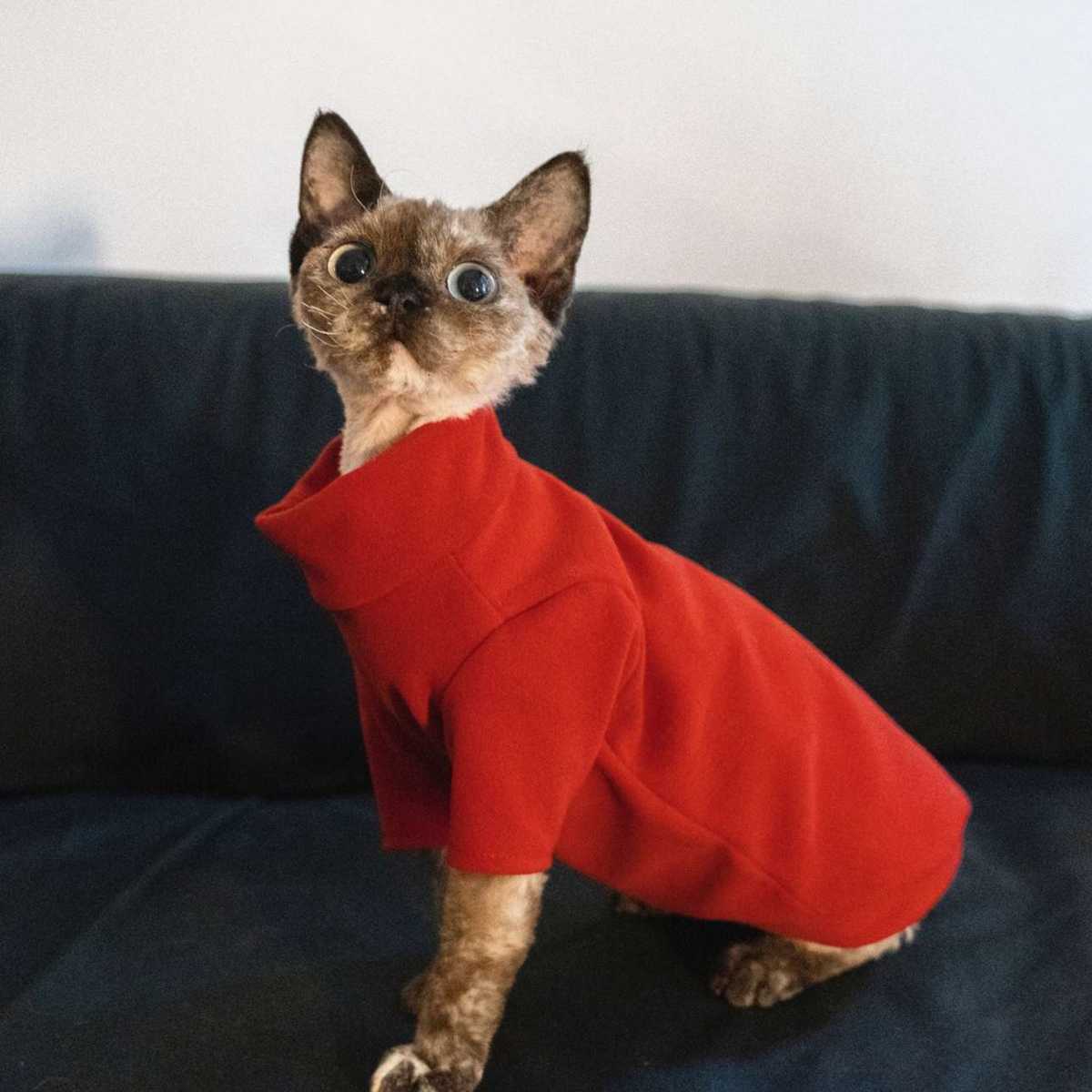 猫も飼い主も笑顔に！快適な服で防寒対策 5選