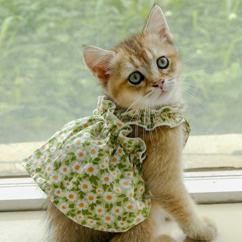 愛猫をもっとかわいく！猫用のおしゃれな服5選