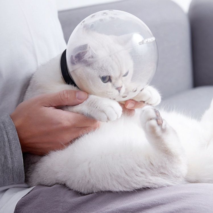  猫　通気エリザベスカラー