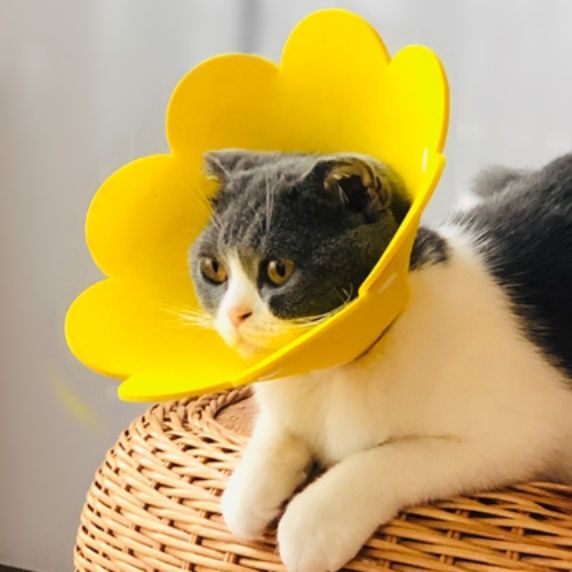 猫服 花びら型可愛い猫用エリザベスカラー