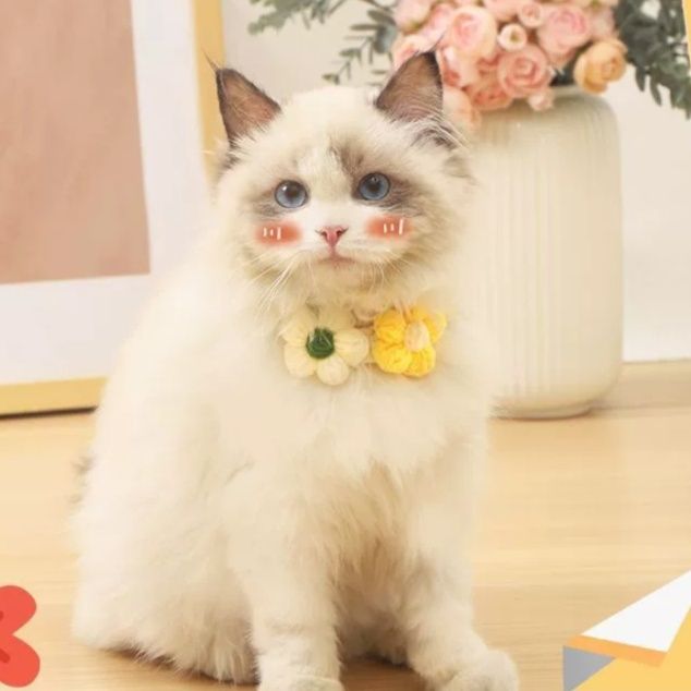 https://fulmo-img-server.com/nekohapi/1759540101123_fohtqc5e_tjs5p10w.jpeg