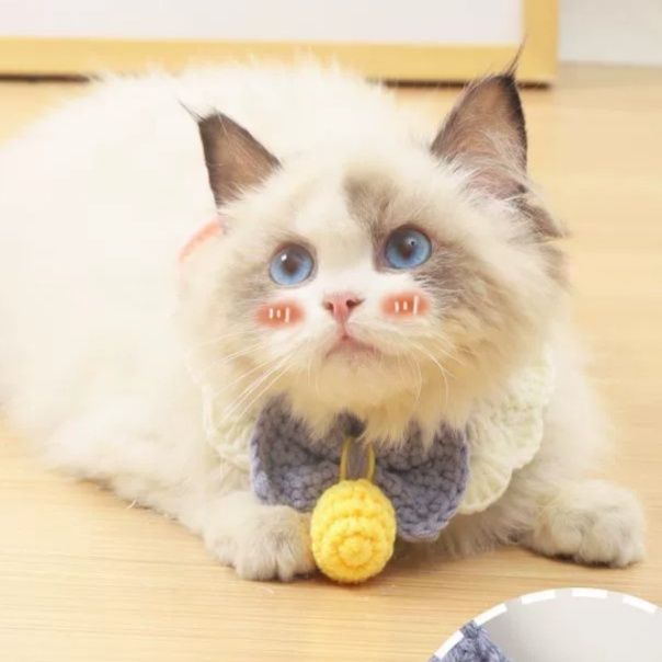 https://fulmo-img-server.com/nekohapi/1759540117423_kqky6d1n_4pdvjyv8.jpeg