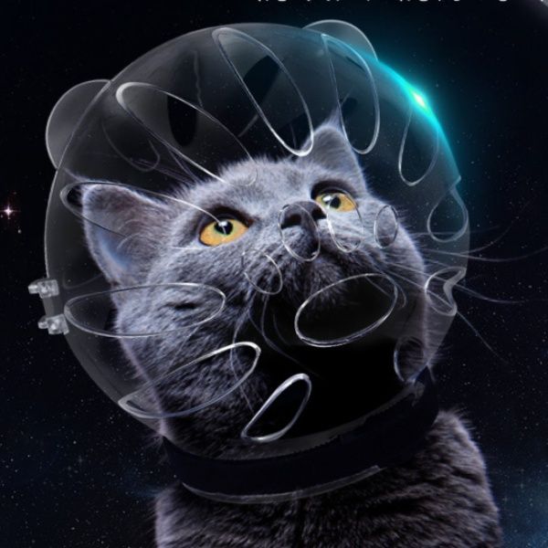 https://fulmo-img-server.com/nekohapi/1759541972830_t1gg0ba3_0932fs0p.jpeg