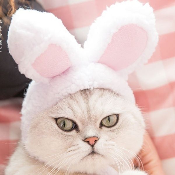 猫服 ふわふわうさ耳変身帽子