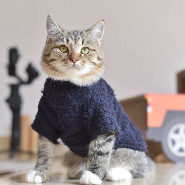猫服  防寒服 | ねこちゃんの季節のニットウェア