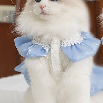 猫服洋服 お姫様風フリル襟付き光沢ドレス