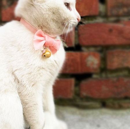猫服  上品リボン付き鈴の首輪