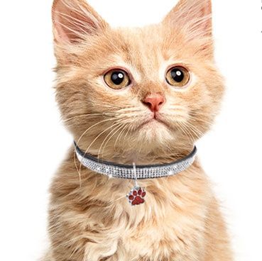 猫服 きらめく輝石装飾肉球チャーム付き首輪
