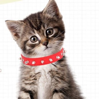 猫服 小猫用スタッズ付き調節可能首輪