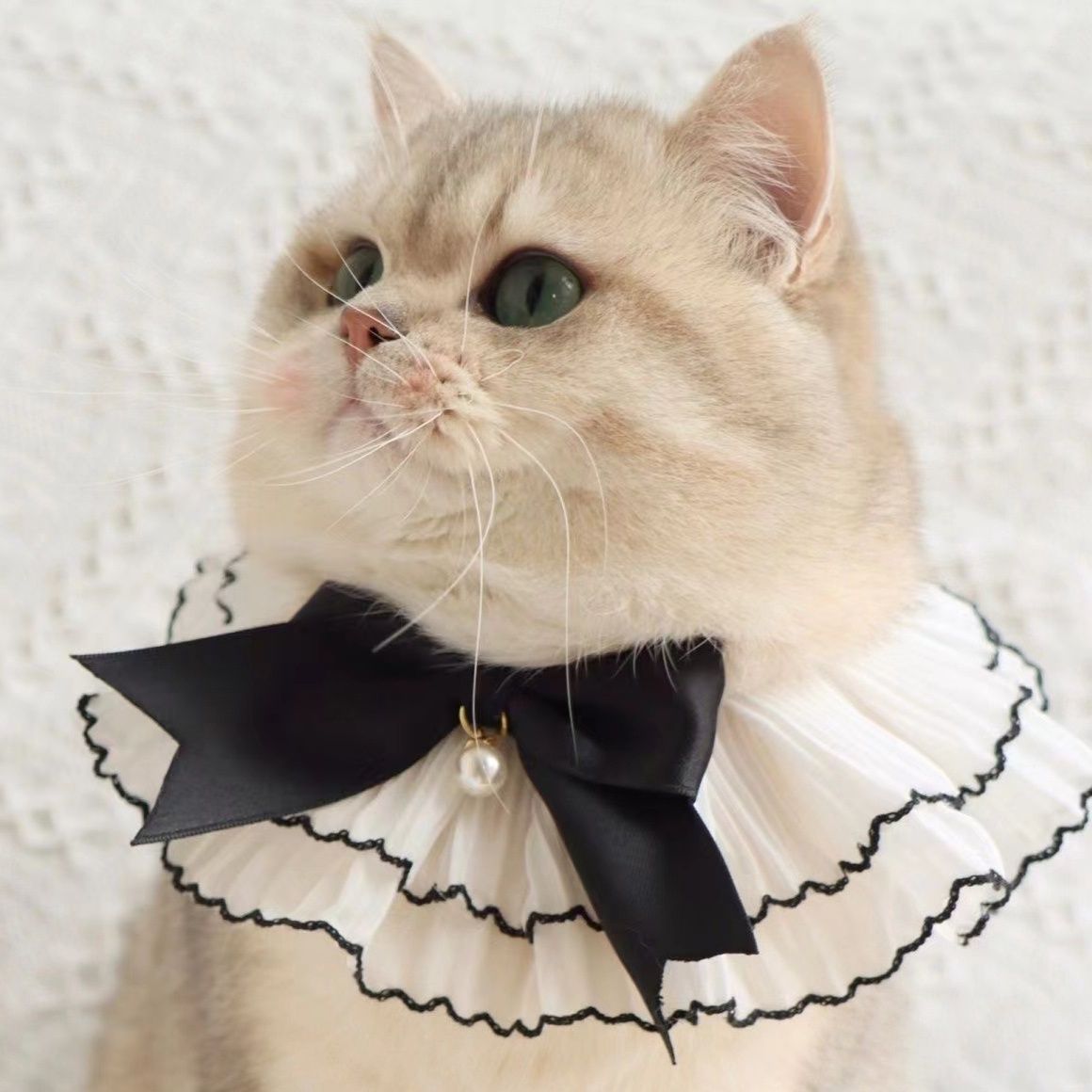 猫服 貴族風フリル襟パール付き蝶結び首輪