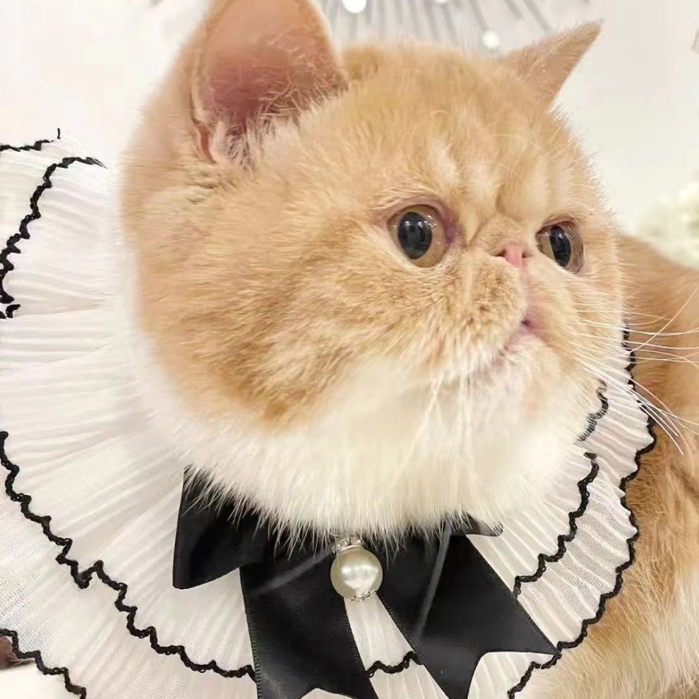 猫服 貴族風フリル襟パール付き蝶結び首輪