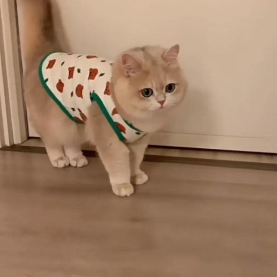 猫服 野菜柄のかわいいノースリーブシャツ 洋服