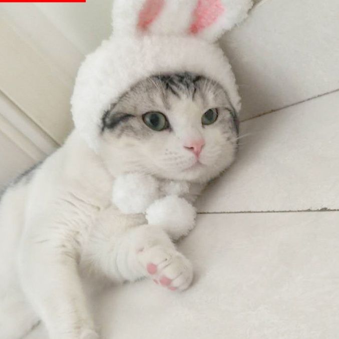 猫服 ふわふわうさぎ耳のかぶりもの帽子