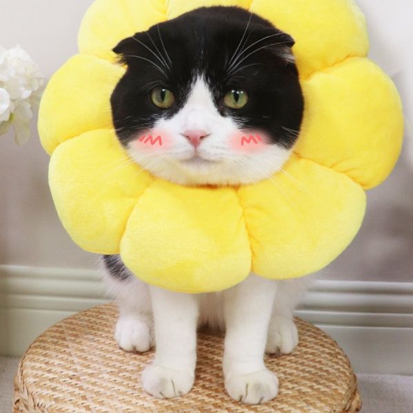 猫服 ふんわりお花型防護首輪