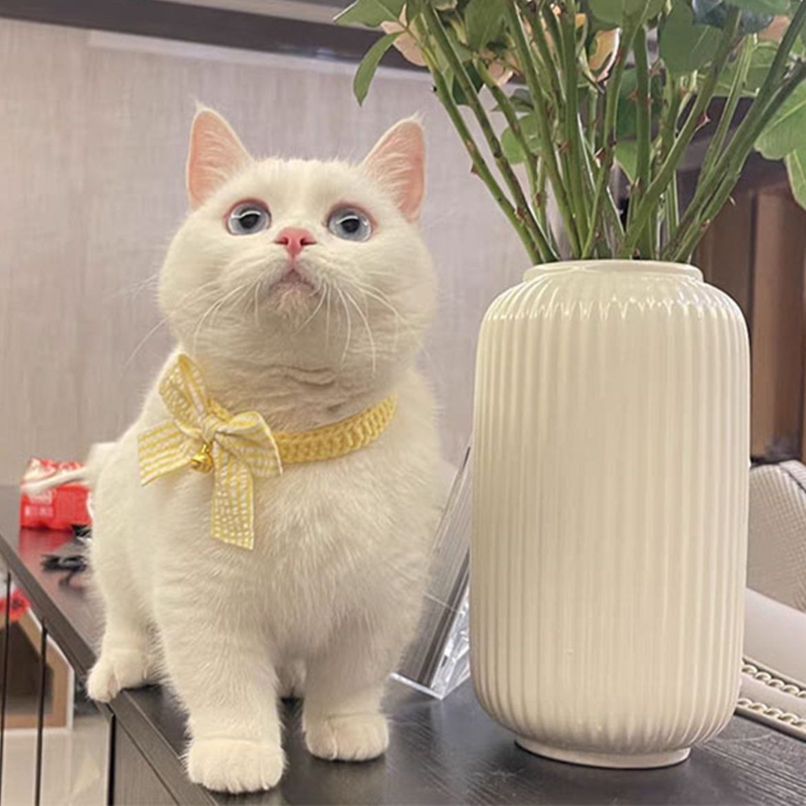 猫服 手編み風ギンガムリボン付き首輪