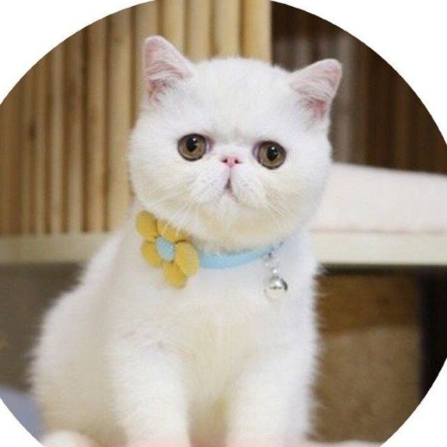 猫服 立体フラワー付き鈴入り猫用首輪