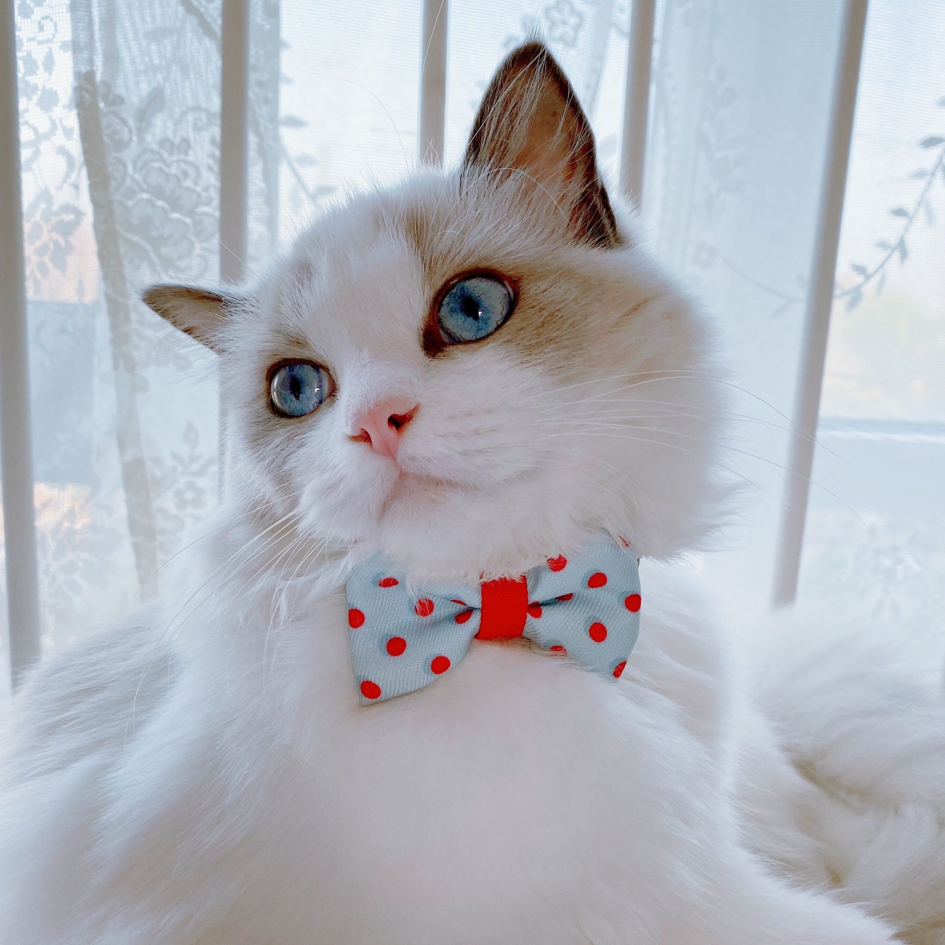 猫服 水玉模様リボン付き蝶ネクタイ首輪
