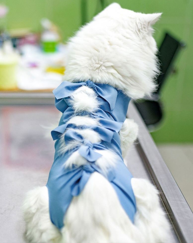 猫服 リボン飾り付きフリル猫用術後回復服