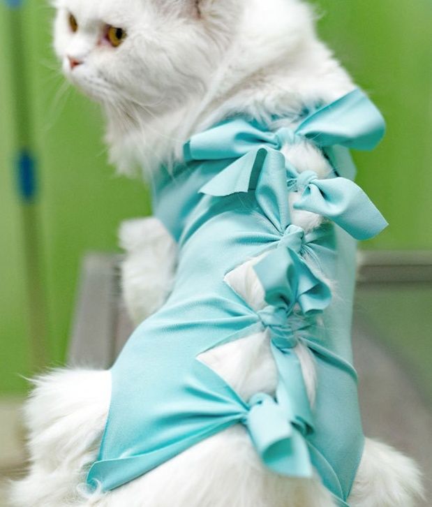 https://fulmo-img-server.com/nekohapi/1783563825619_2x3y5d0x_4dmv04x9.jpeg