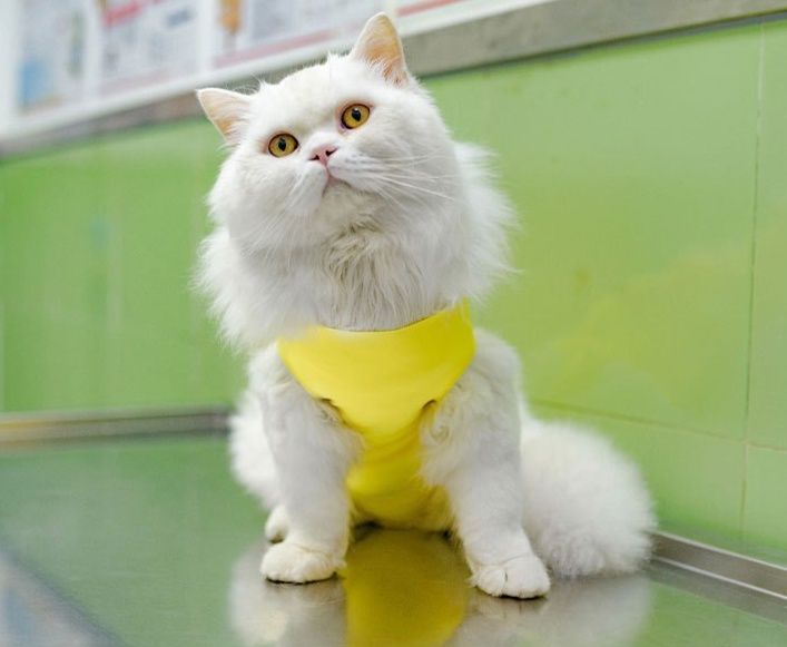 https://fulmo-img-server.com/nekohapi/1783563846281_gpvs7mhl_fjnr46pf.jpeg