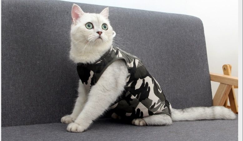 https://fulmo-img-server.com/nekohapi/1785732165721_h43sxzt9_zm7k27gh.jpeg