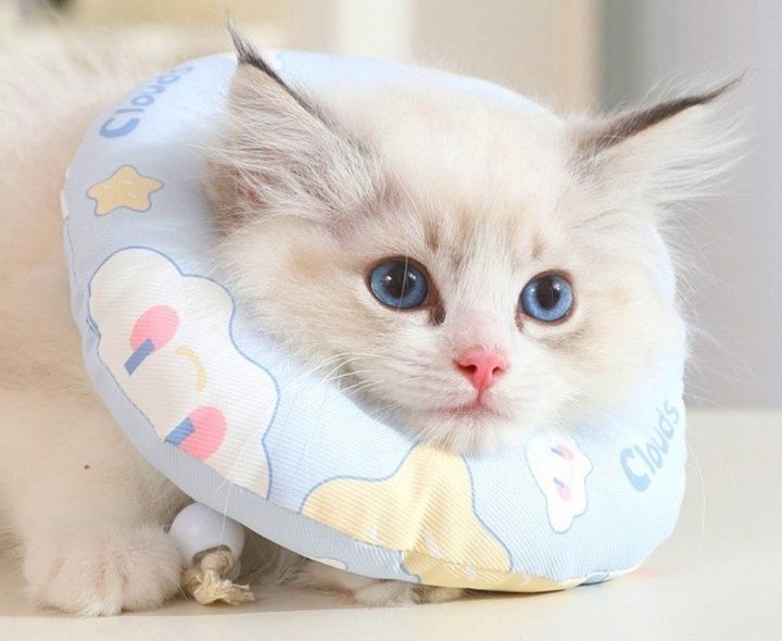 https://fulmo-img-server.com/nekohapi/1785896464758_t5an2oqh_yzo6c94l.jpeg