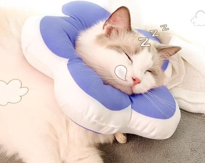 https://fulmo-img-server.com/nekohapi/1785898456791_0fhzn0h6_hweab1x2.jpeg